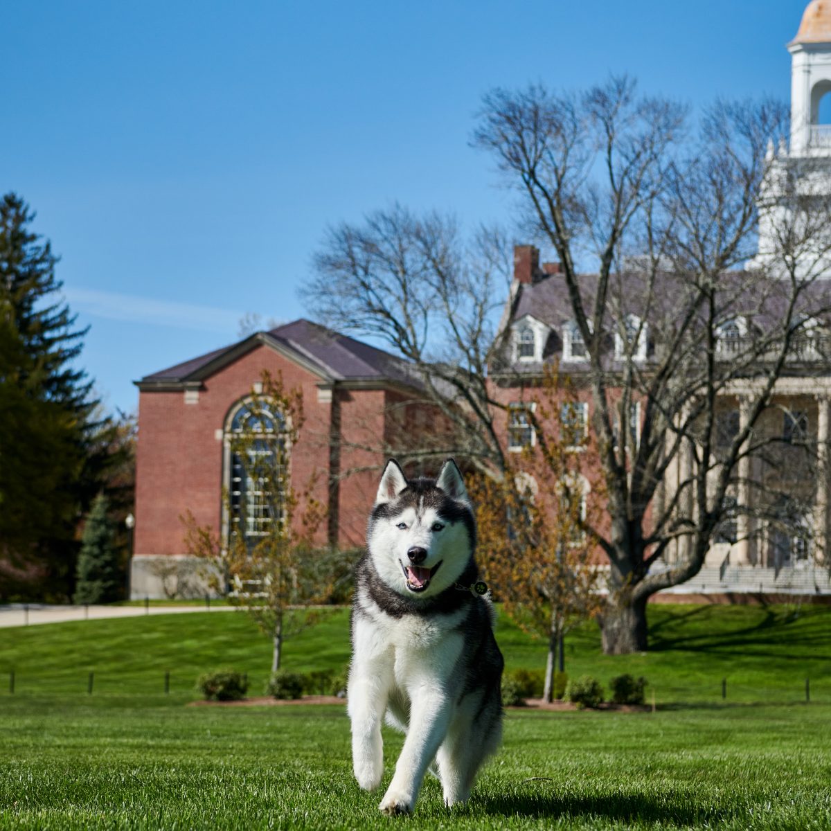 husky dog running